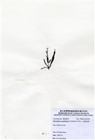 藏品(三角翼枝藻)的圖片